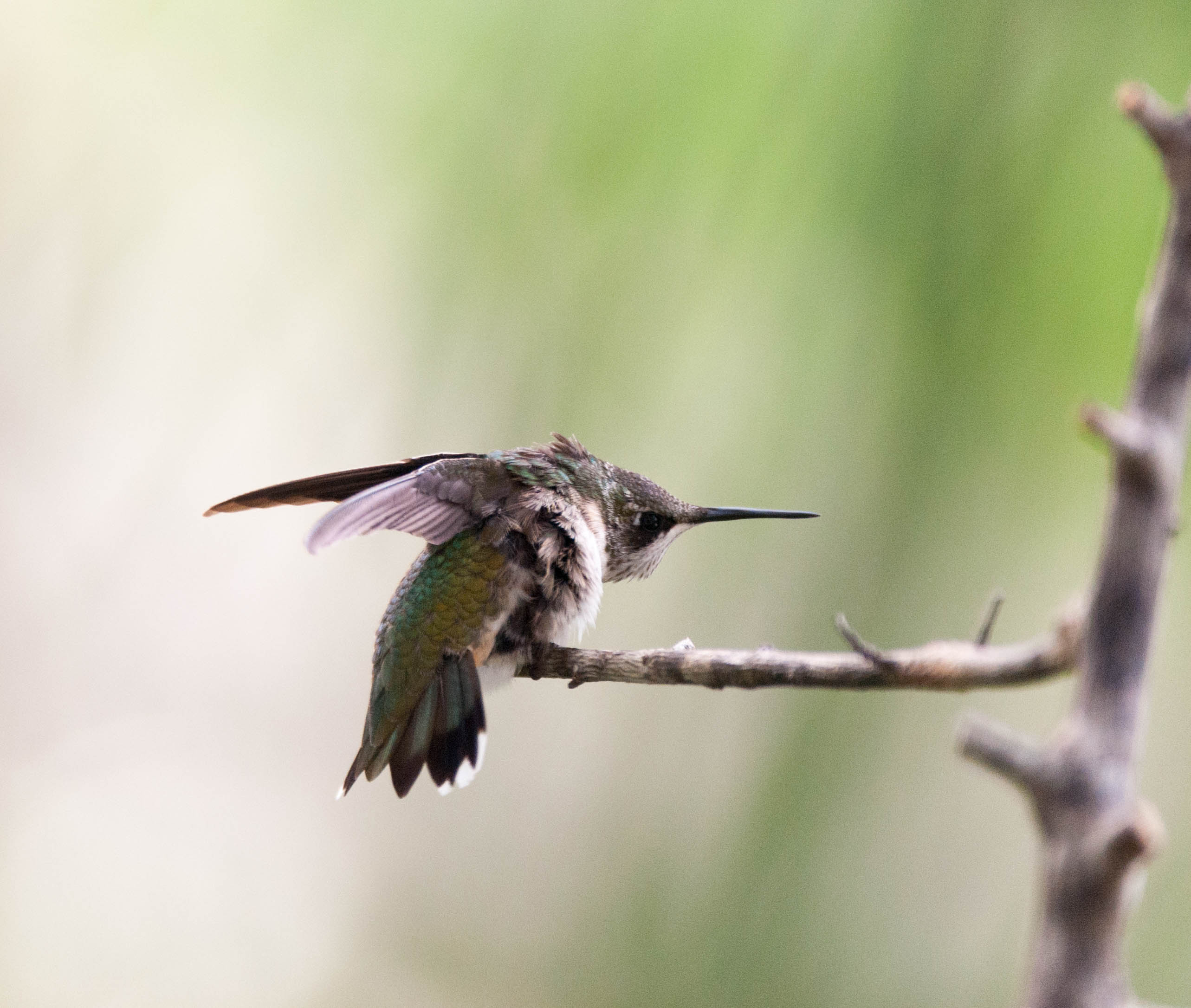Hummingbird Ready to Take Off